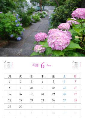 カレンダー No.299 紫陽花