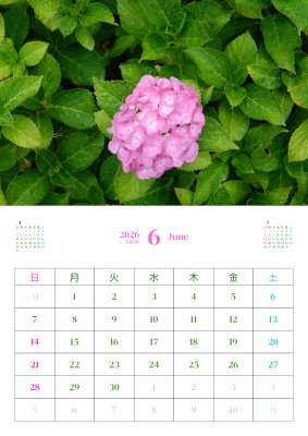 カレンダー No.9 紫陽花
