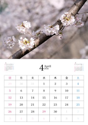 カレンダー No.21 桜、春。