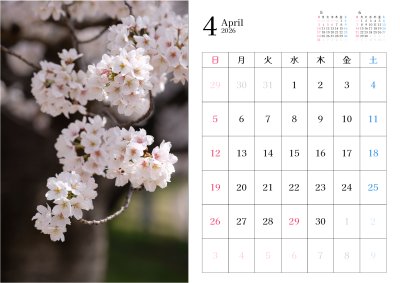 カレンダー No.11 桜、春。
