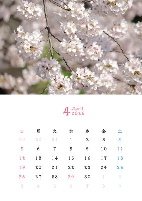 カレンダー No.3 桜、春。