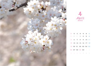 カレンダー No.4 桜、春。