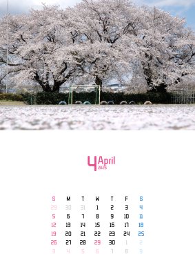 カレンダー No.24 桜、春。