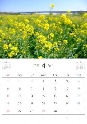 カレンダー No.19 春、菜の花