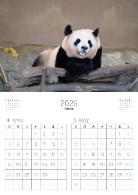カレンダー No.14 アドベンチャーワールドのパンダ 浜家族