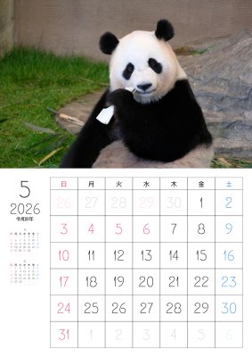 カレンダー No.13 アドベンチャーワールドのパンダ 浜家族