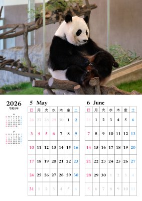 カレンダー No.2 アドベンチャーワールドのパンダ 浜家族