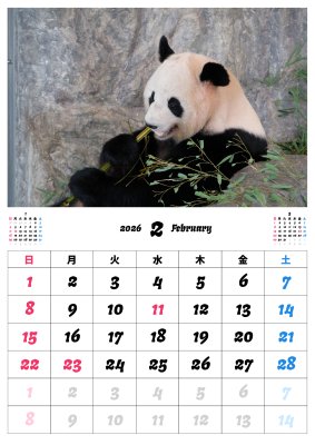 カレンダー No.15 アドベンチャーワールドのパンダ 浜家族