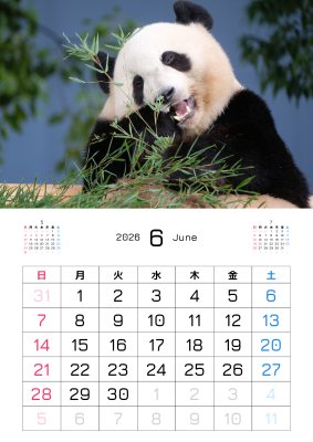 カレンダー No.16 アドベンチャーワールドのパンダ 浜家族