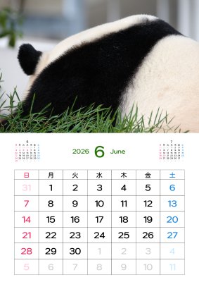 カレンダー No.17 アドベンチャーワールドのパンダ 浜家族