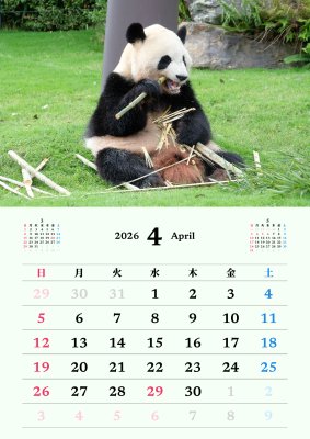 カレンダー No.114 アドベンチャーワールドのパンダ 浜家族