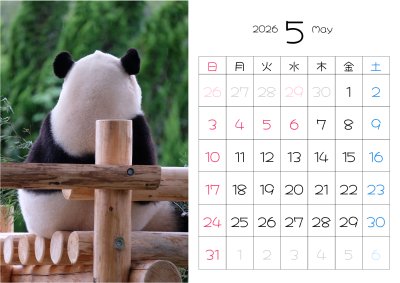 カレンダー No.19 アドベンチャーワールドのパンダ 浜家族