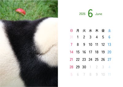 カレンダー No.20 アドベンチャーワールドのパンダ 浜家族