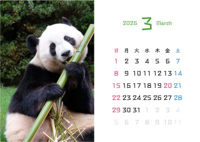 カレンダー No.21 アドベンチャーワールドのパンダ 浜家族