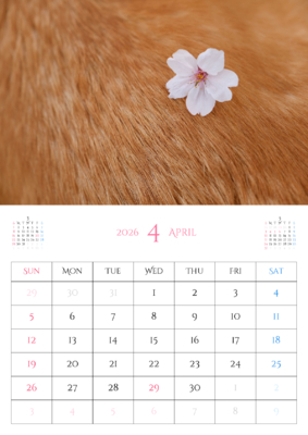カレンダー No.21 コーギーの背中の桜の花。可愛い、ワンちゃん、ニャンちゃんのカレンダー、お勧めです。
