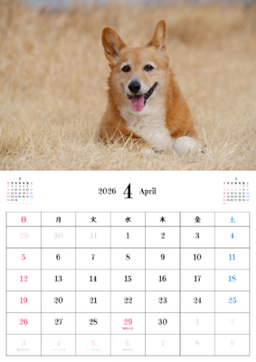カレンダー No.13 お散歩中のコーギー。ご家族の、ワンちゃん、ネコちゃんカレンダー、お勧めです。
