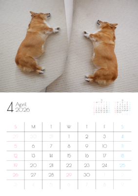 カレンダー No.19 双子の...ではなく、鏡に映る、お昼寝中のコーギー。