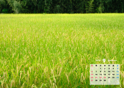 カレンダー No.31 たわわに実った稲穂が黄金色に輝く田んぼ