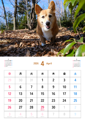 カレンダー No.20 お散歩中のコーギー。<br>ワンちゃん、ニャンちゃんのカレンダー、お勧めです。
