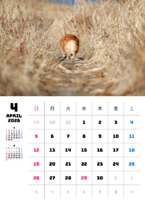 カレンダー No.7 お散歩中のコーギー。ワンちゃん、ニャンちゃんのカレンダー、お勧めです。