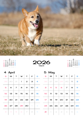 カレンダー No.6 コーギーとお散歩中。ワンちゃん、ニャンちゃんのカレンダー、お勧めです。