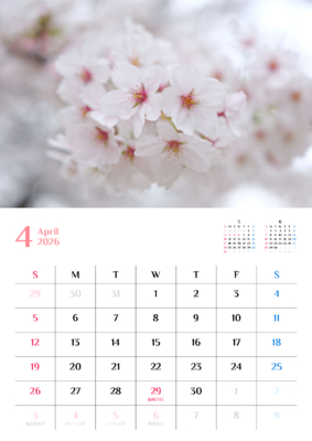 カレンダー No.18 満開の桜の花