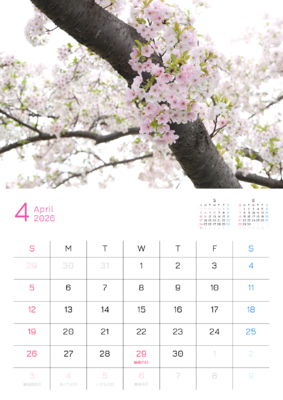 カレンダー No.3 満開の桜の花