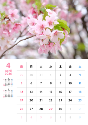 カレンダー No.24 満開の桜の花