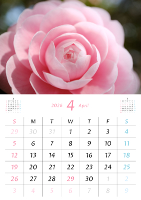 カレンダー No.13 奇麗なピンク色の乙女椿