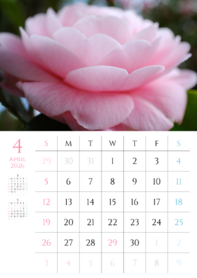 カレンダー No.14 奇麗なピンク色の乙女椿