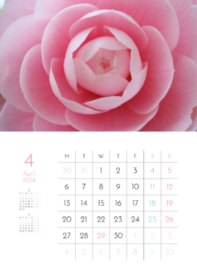 カレンダー No.11 奇麗なピンク色の乙女椿