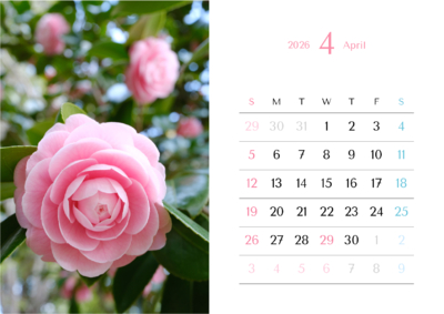 カレンダー No.26 奇麗なピンク色の乙女椿