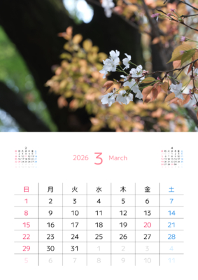 カレンダー No.25 山桜