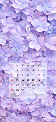 カレンダー No.31 花びらが敷き詰められているカレンダー。<br>紫陽花。<br>  スマホ壁紙用です。
