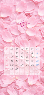カレンダー No.26 花びらが敷き詰められているカレンダー。<br>桜。<br>スマホ壁紙用です。